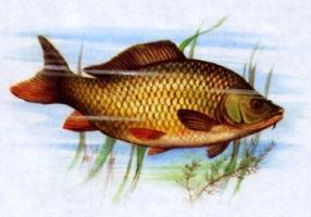 Swimming in the lake - a freshwater Czech carp.